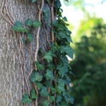 Pod Bukami - Wygląd Budynku i Posesji